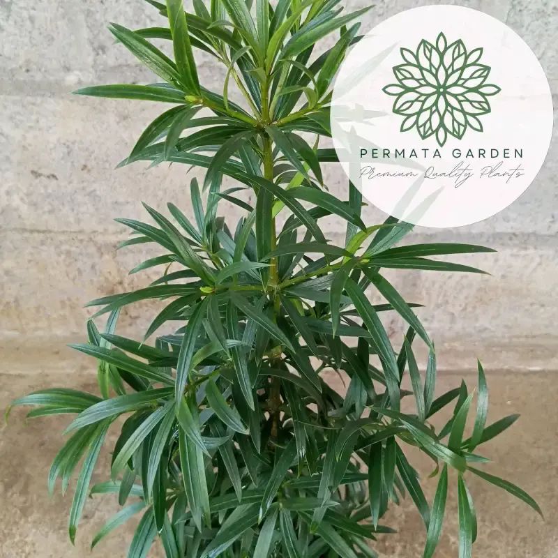 Promo Tanaman Hidup Lohansung Podocarpus Rimbun+50 Cm Siap Tanam ...