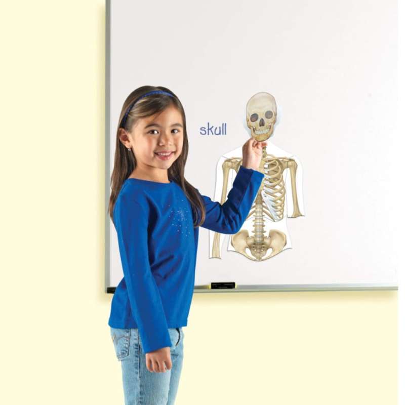 Jual Learning Resources Double Sided Magnetic Human Body Di Seller ...