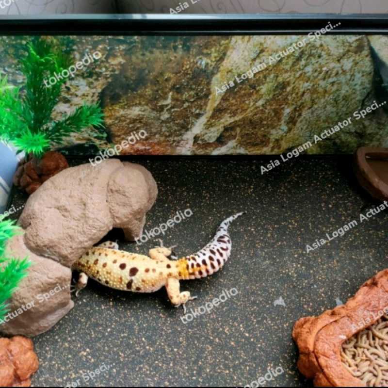 Jual sand mat alas reptil 25 x 40cm gecko ular kura dll karpet
