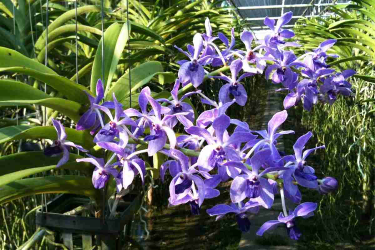 Agonal Rhy Promo Anggrek Rhy Gigantea Light Blue Spot Diskon 23% Di Seller Ororo ...