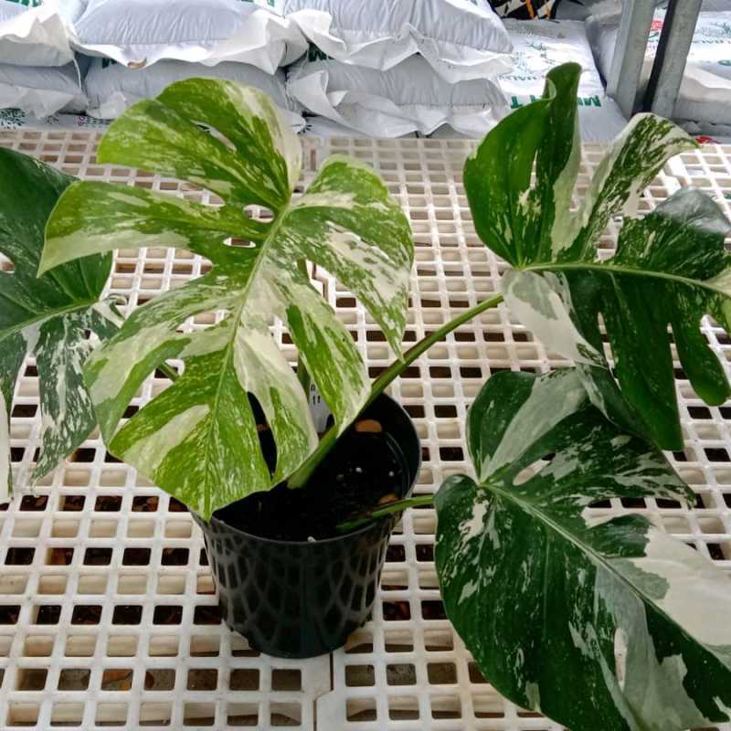 Tabaman Hias Monstera Variegata Monvar Holland Monvar White Tiger