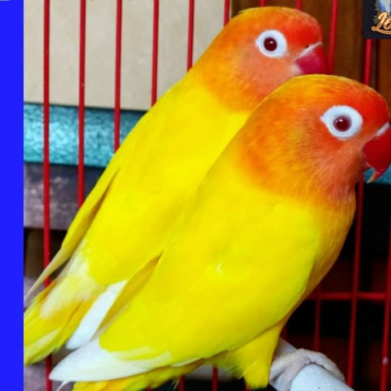 Harga Lutino Lovebird