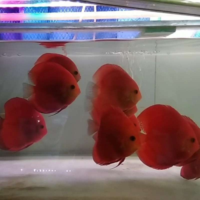 Ikan Discus Red Melon