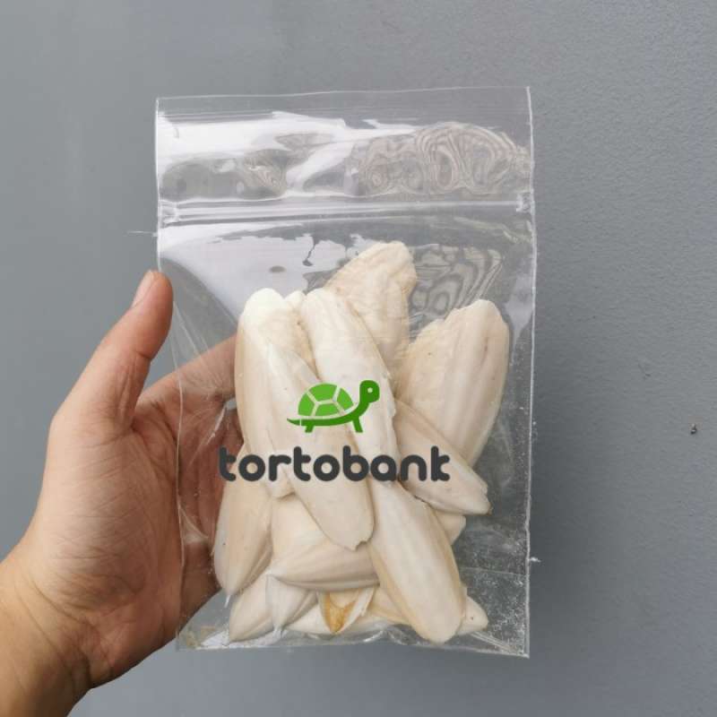 Promo Cuttlefish Bone Tulang Sotong Premium Kalsium Kura Darat / Tortoise Diskon 23 Di Seller