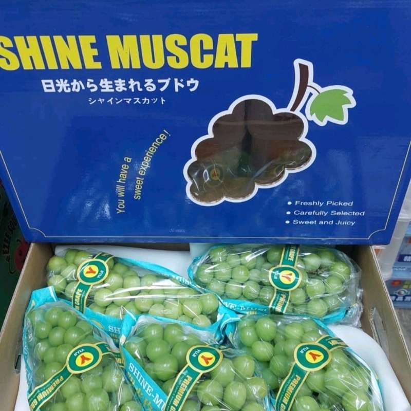 Jual Anggur Muscat 1 Kg Termurah - Harga Grosir Terupdate Hari Ini | Blibli