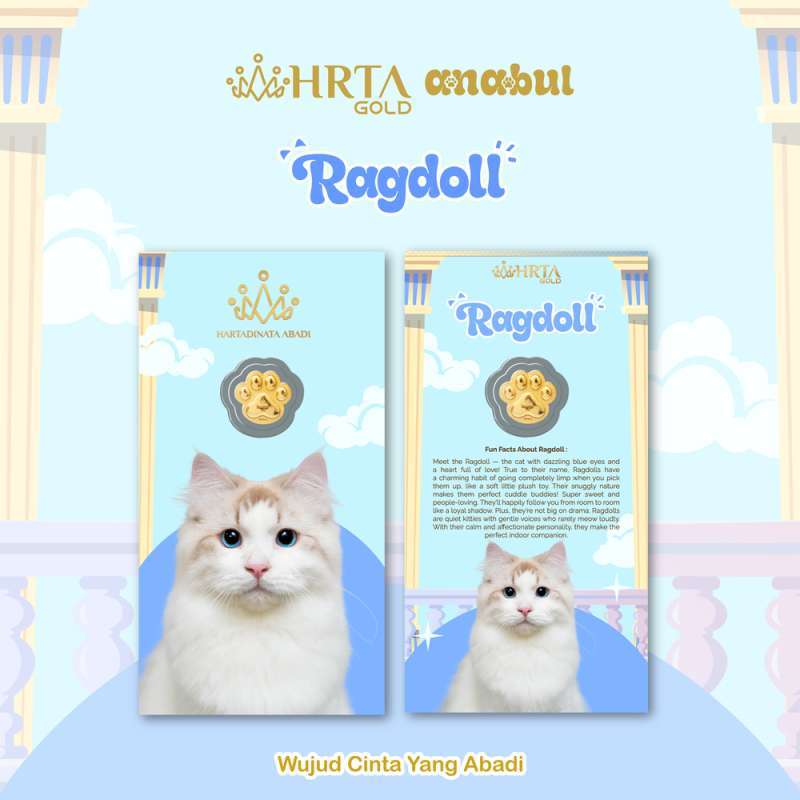 Jual Ragdoll Cat Terdekat 🏷️ Harga Grosir Murah Terupdate Hari Ini Mei 2026