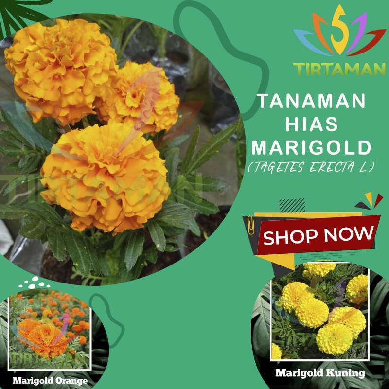 Jual Bunga Hidup Marigold 💯 Harga Murah & Kualitas Terbaik Mei 2026