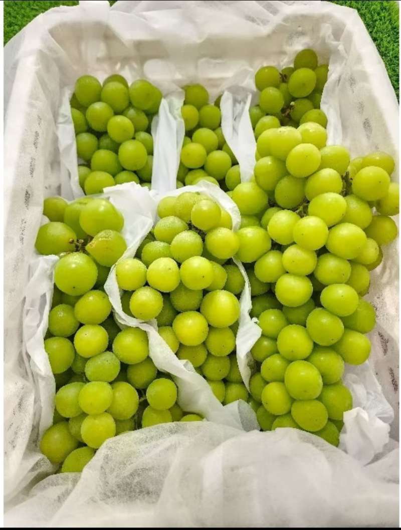 Avito ormon mushuki Avito ormon mushuki