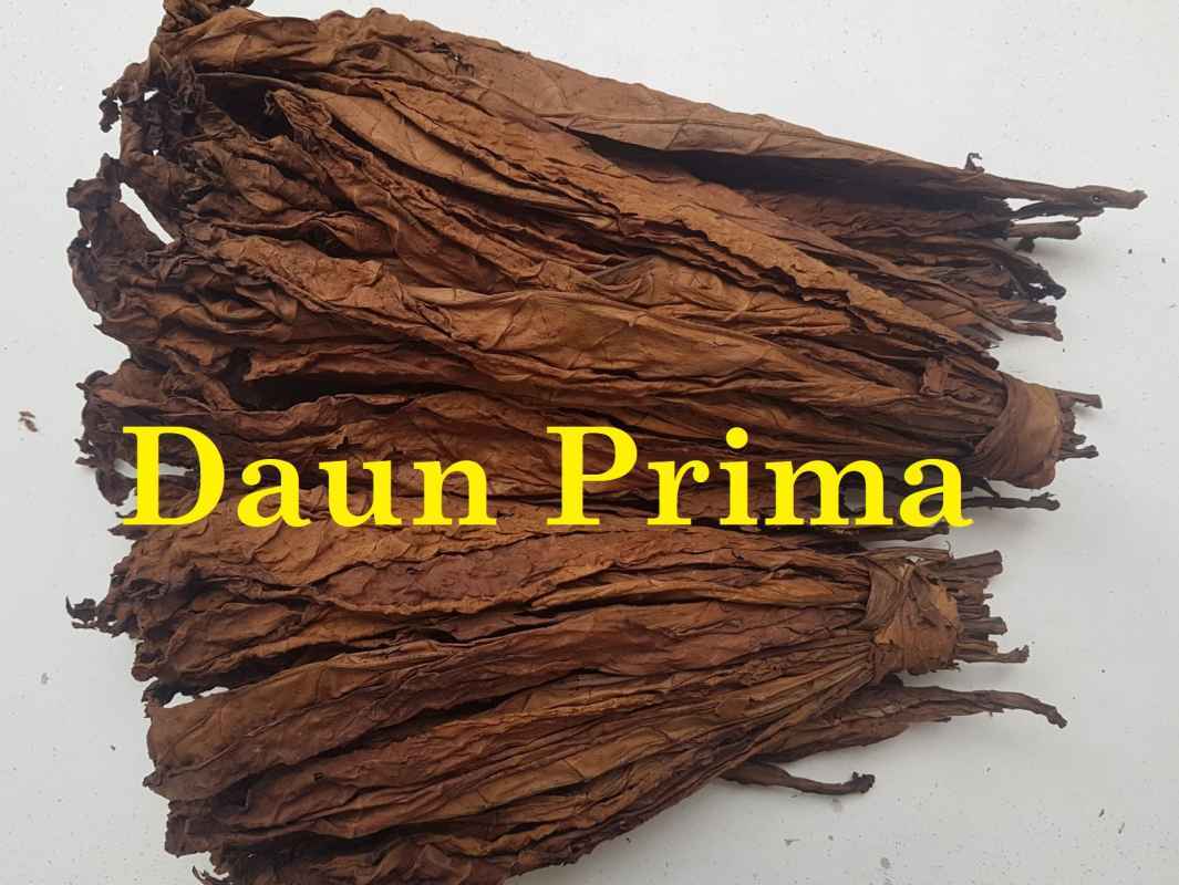 Tembakau Rasa Jual Tembakau Rasa Original Termurah - Harga Grosir Terupdate Hari Ini ...