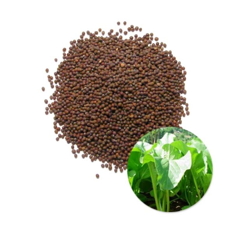 Kebun Bibit Biji Buah Semangka Kuning/ Isi 2 pack Blibli.com Kebun Bibit Biji Buah Semangka Kuning/ Isi 2 pack Blibli.com