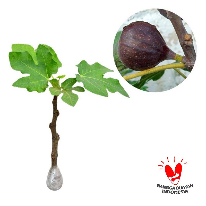 Jual Kebun Bibit Buah Ara or Tin Black Genoa Tanaman Buah [25 cm] Online  Harga \u0026 Kualitas 