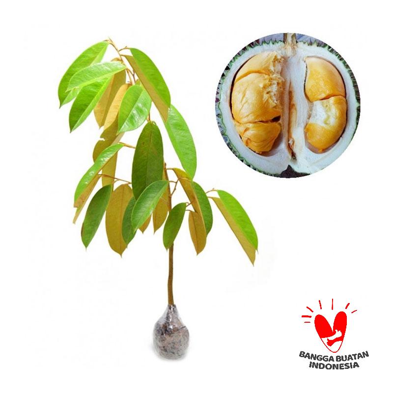 Jual Kebun Bibit Durian Duri Hitam Bibit Tanaman [100 cm] Online  Harga  Kualitas Terjamin 