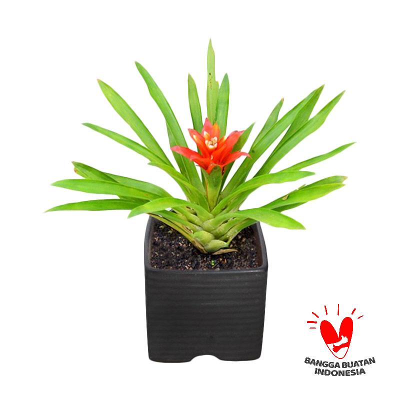 jual kebun bibit gusmania bibit tanaman harga jual kebun bibit gusmania bibit tanaman harga