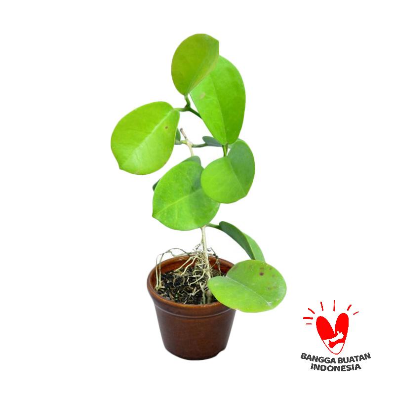 jual kebun bibit hoya oval bibit tanaman harga kualitas terjamin blibli jual kebun bibit hoya oval bibit tanaman harga kualitas terjamin blibli