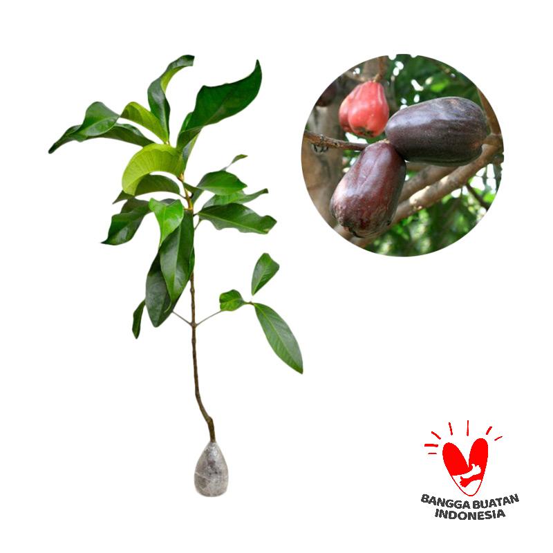 jual kebun bibit jambu air jamaika bibit tanaman 60 cm jual kebun bibit jambu air jamaika bibit tanaman 60 cm