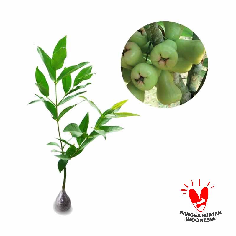 jual kebun bibit jambu air madu deli bibit tanaman 40 cm jual kebun bibit jambu air madu deli bibit tanaman 40 cm