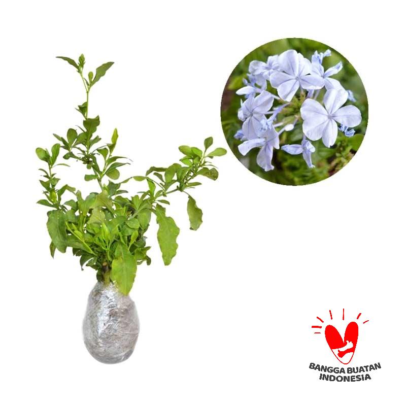 jual kebun bibit manantro bibit tanaman harga jual kebun bibit manantro bibit tanaman harga
