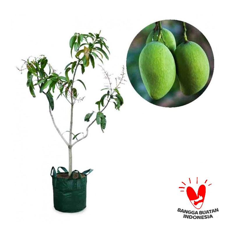 jual kebun bibit mangga kio tanaman buah 100 cm jual kebun bibit mangga kio tanaman buah 100 cm