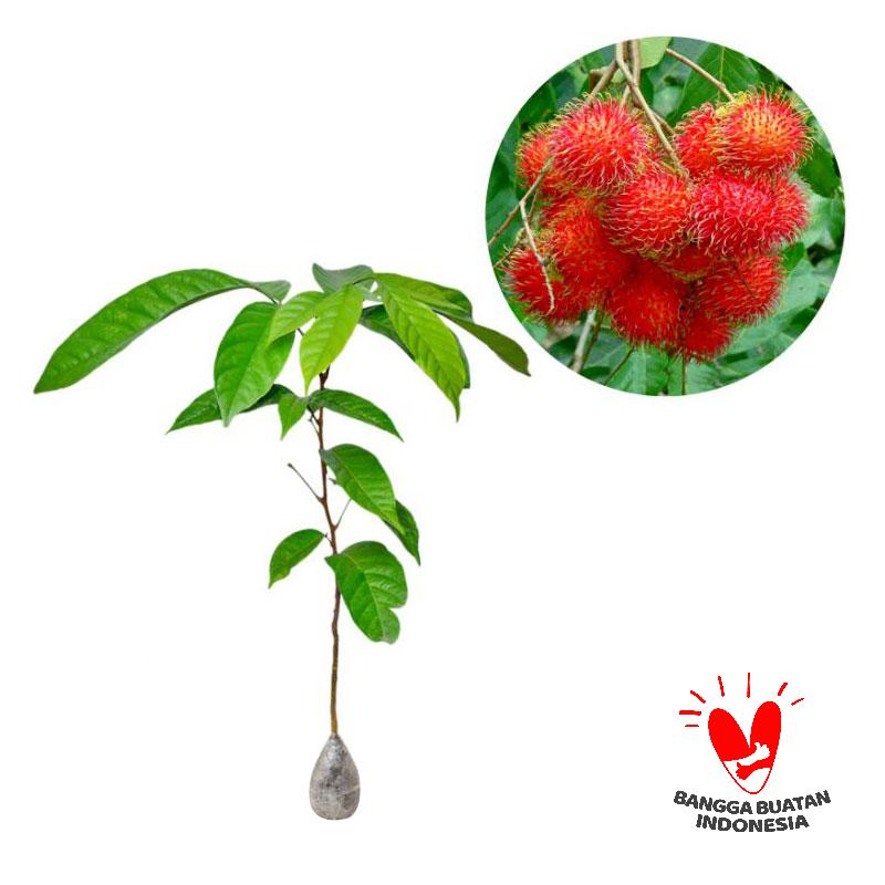 jual kebun bibit rambutan aceh tanaman buah 60 cm jual kebun bibit rambutan aceh tanaman buah 60 cm