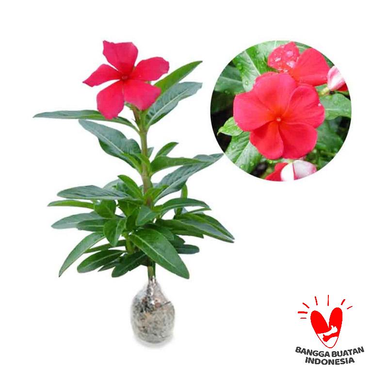 jual kebun bibit vinca tanaman harga jual kebun bibit vinca tanaman harga