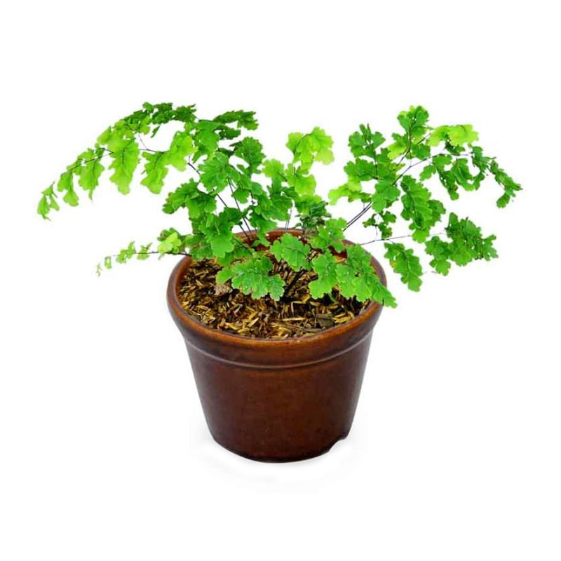 Jual Kebun Bibit Suplir Seledri Mini Bibit Tanaman Online April 2021 Blibli