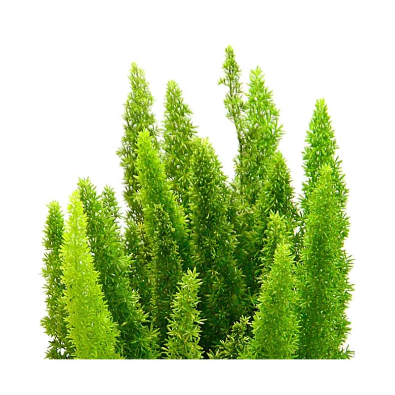 Jual Kebun Bibit Tanaman Hias Daun Asparagus Densiflorus Online November 2020 Blibli Com