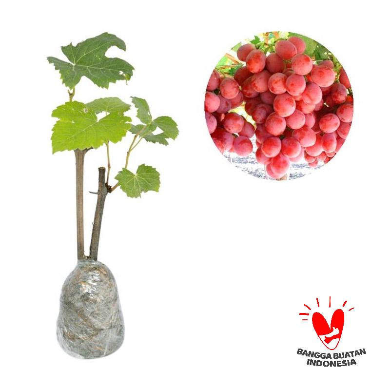 Jual Kebunbibit Tanaman Buah Anggur Merah 25cm Online Harga \u0026 Kualitas Terjamin Blibli.com Jual Kebunbibit Tanaman Buah Anggur Merah 25cm Online Harga \u0026 Kualitas Terjamin Blibli.com