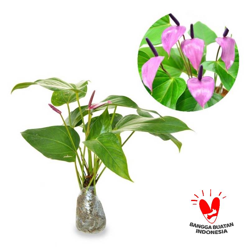 Jual Kebunbibit iTanamani iHiasi Bunga Dwarf Purple Anthurium 