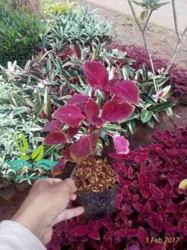 New Tanaman miana jawer kotok --