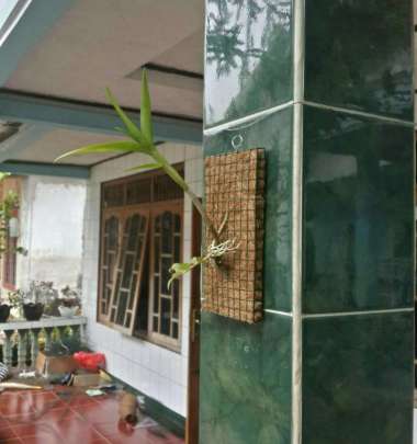 pot bunga anggrek tempel, media tempel anggrek, papan anggrek mini coklat