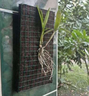 pot bunga anggrek tempel, media tempel anggrek, papan anggrek mini hitam