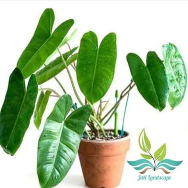 Tanaman Hias Philodendron Brekele- Philo Brekele --
