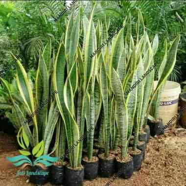 Tanaman Hias Sanseviera - Lidah Mertua Tinggi 1 Meter --