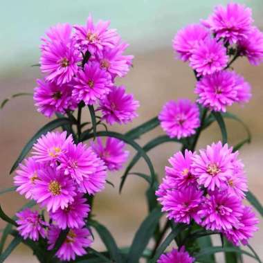 Aster Pikok Pink