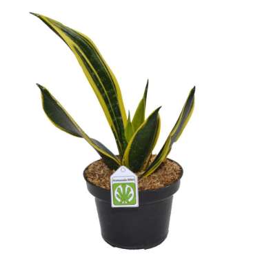 Tanaman Sansevieria Gold Flame