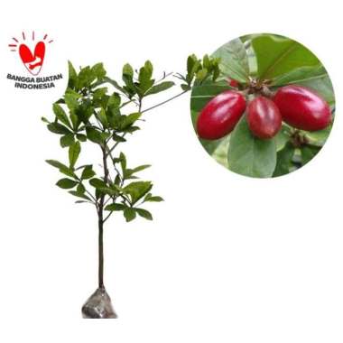 Bibit Miracle Fruit 40cm