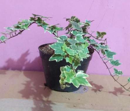 Tanaman hias gantung IVY varigata hedera helix papper - hebat garden 208
