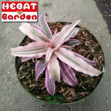 Tanaman kerang nanas pink  cryptanthus elaine - hebat garden343