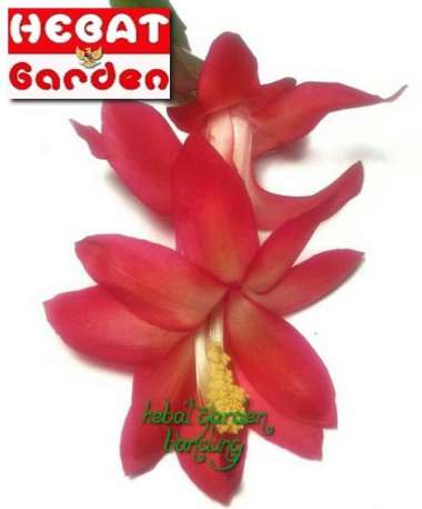 Wijaya kusuma kepiting bunga MERAH