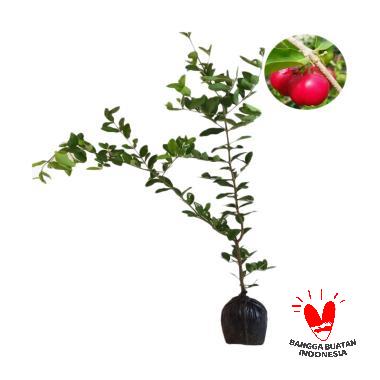 KebunBibitBuah.com Manis Mudah Berbuah Bibit Cherry Vietnam