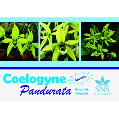 Anggrek Hitam Kalimantan Coelogyne Pandurata Dewasa Siap Bunga Anggrek Spesies Borneo Bunga Spesi