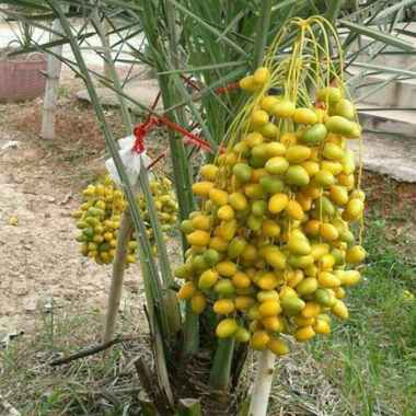 Bibit Pohon Kurma Kl 1 Hibrid