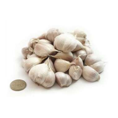 BAWANG PUTIH KATING