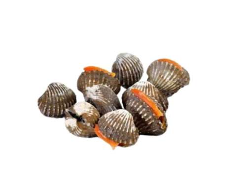 Kerang dara daging