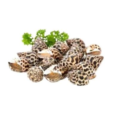 Keong macan fresh