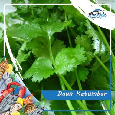 Jual Daun Ketumbar Online Terbaru Desember 2021 - Blibli