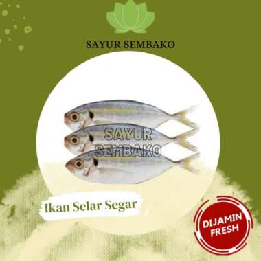 Ikan Selar Segar (500gr) Pack Box + Es