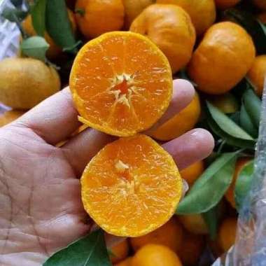 bibit pohon jeruk Santang madu - tanaman buah jeruk Santang madu