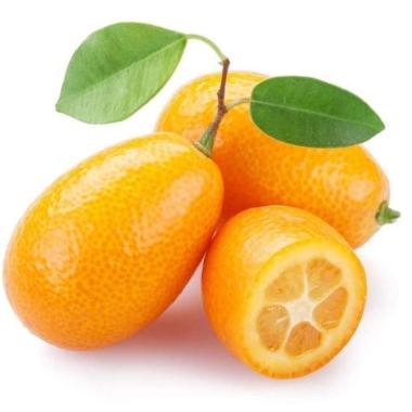bibit jeruk nagami - bibit buah - tanaman