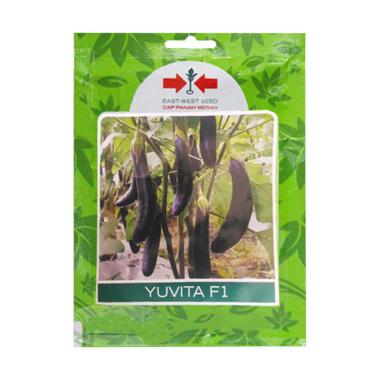 FreeOngkir 5 Gram Terong Ungu Yuvita F1 Benih Tanaman